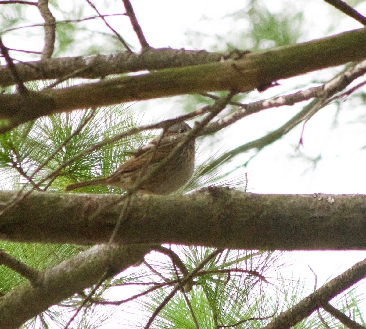 Lincoln's Sparrow - ML157839491