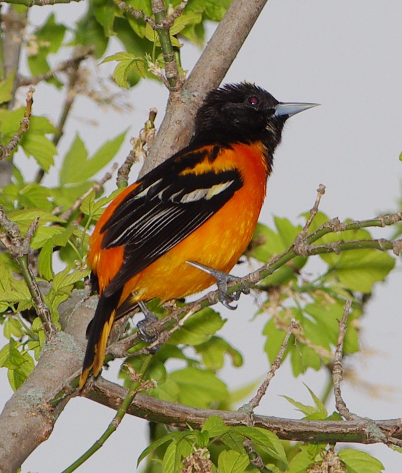 Baltimore Oriole - Mary Caldwell