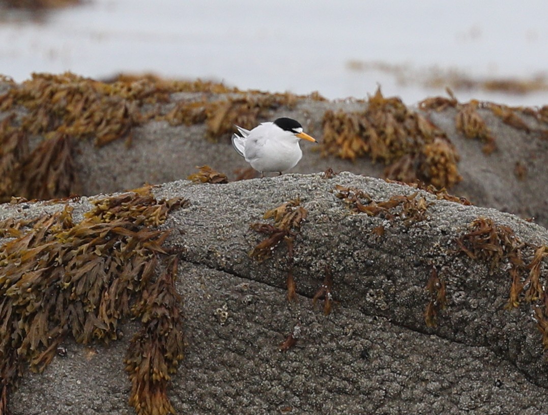 Least Tern - ML157846331