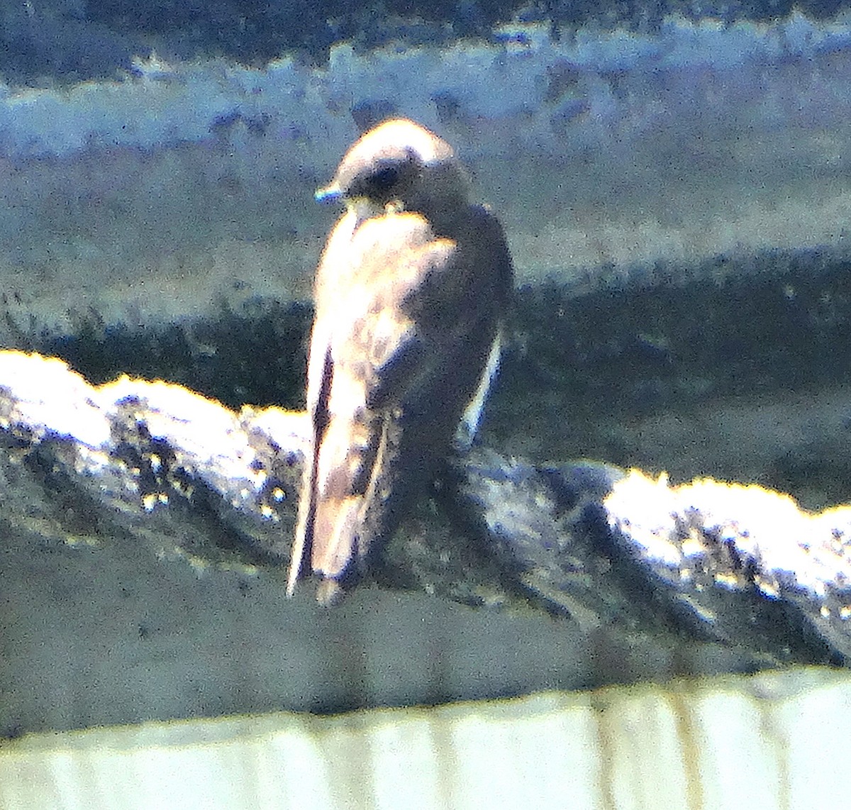 Northern Rough-winged Swallow - ML157846561