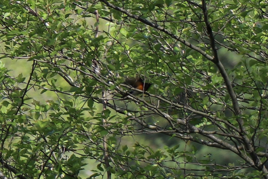 American Redstart - ML157847681