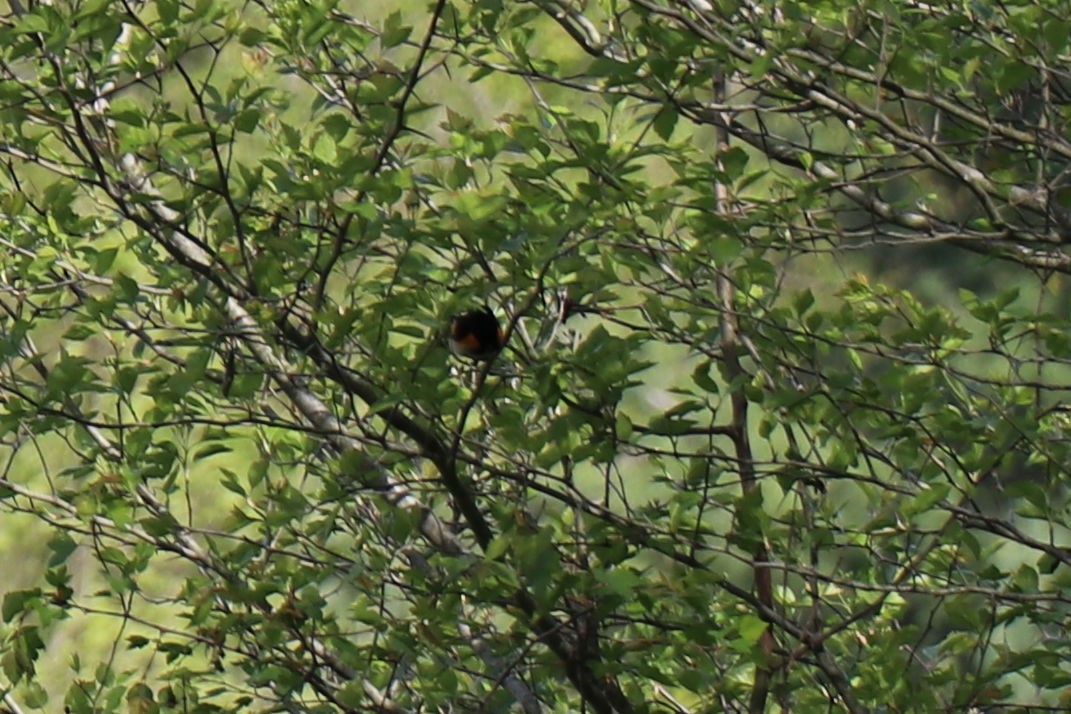 American Redstart - ML157847731