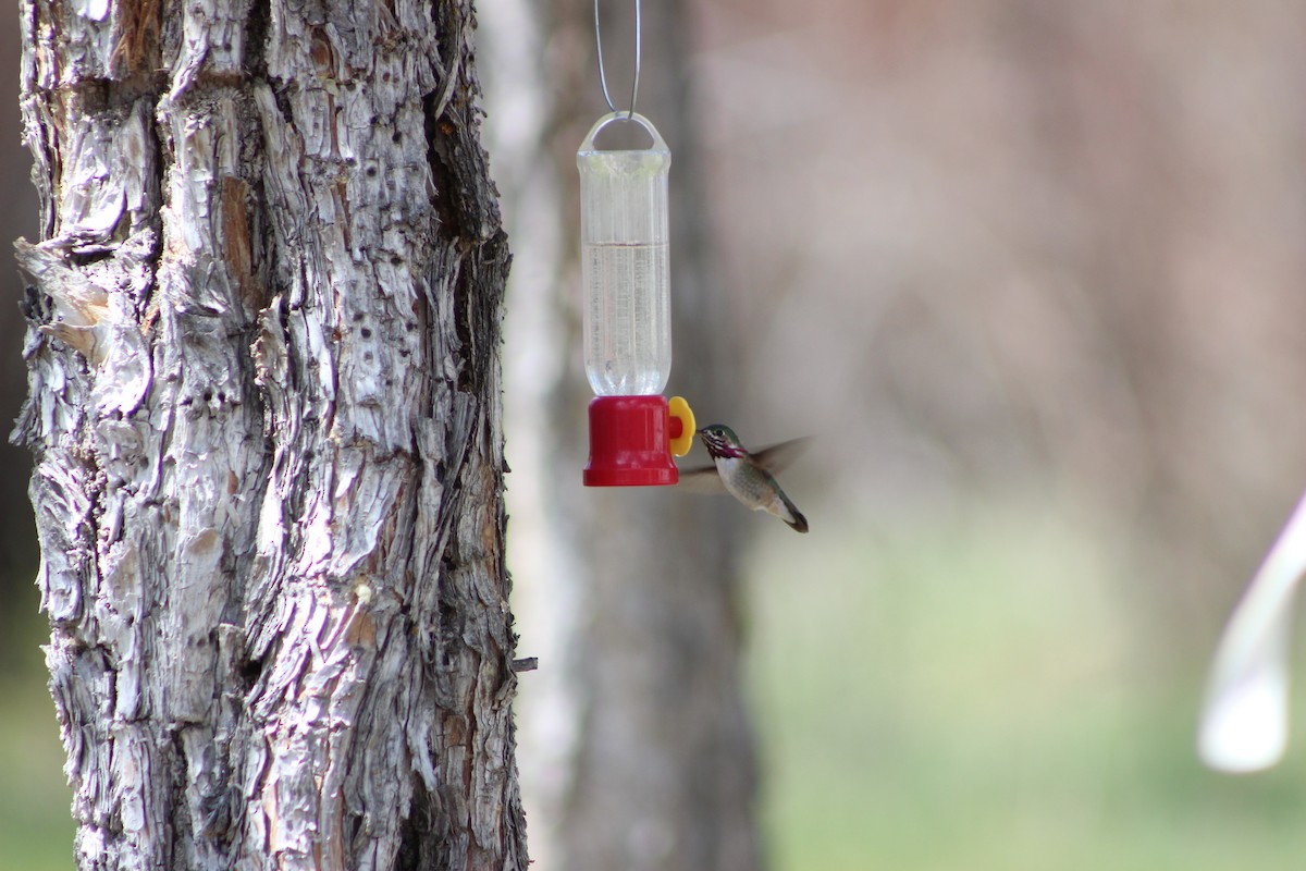 Calliope Hummingbird - ML157849241