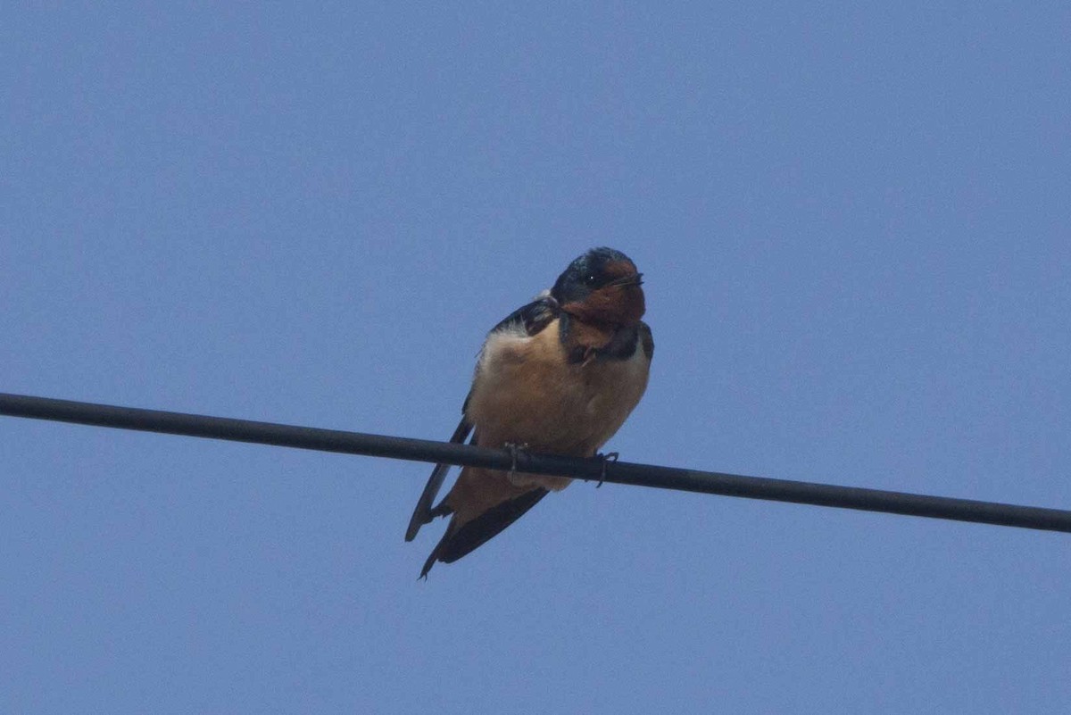 Barn Swallow - ML157851371