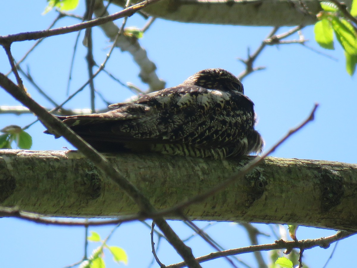 Common Nighthawk - Catherine Boisseau