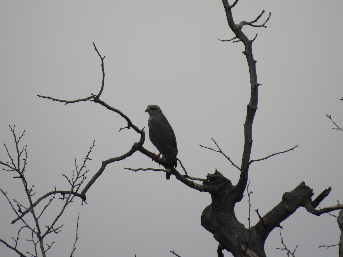 Gray Hawk - ML157852531