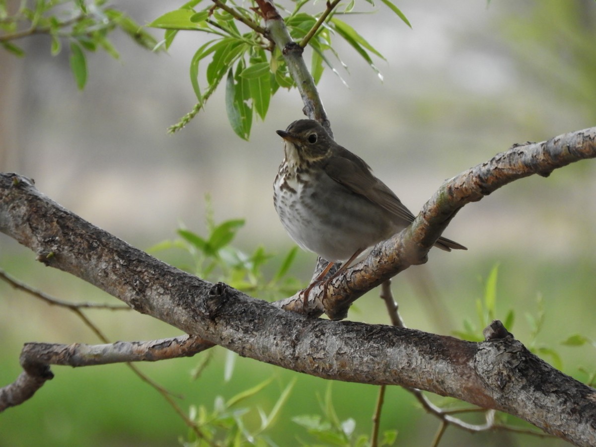 Swainson's Thrush - ML157855821