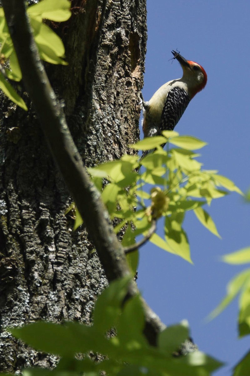 Red-bellied Woodpecker - ML157856981