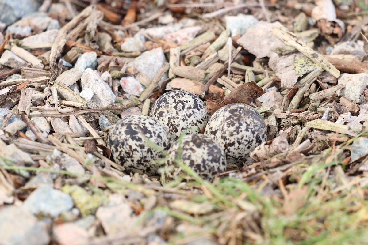 Killdeer - Rosemary Clapham