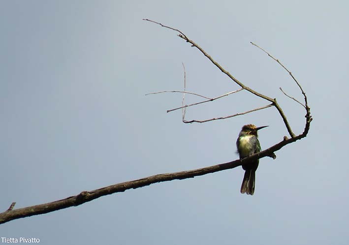 Three-toed Jacamar - ML157857801