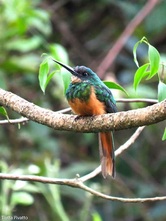 Rufous-tailed Jacamar - ML157857971