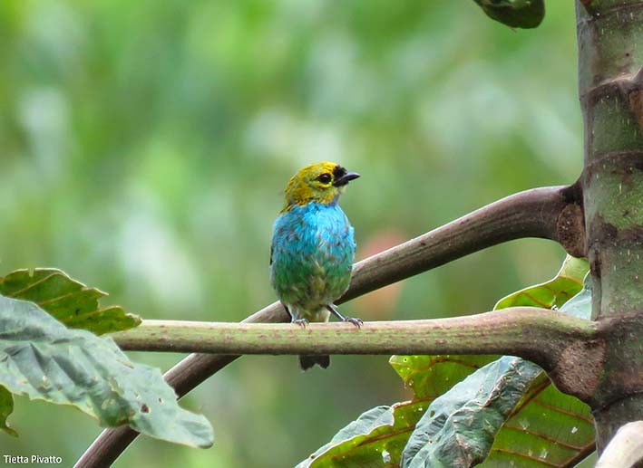 Gilt-edged Tanager - ML157858841