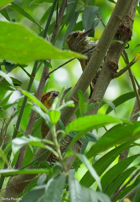 Yellow-eared Woodpecker - ML157859311