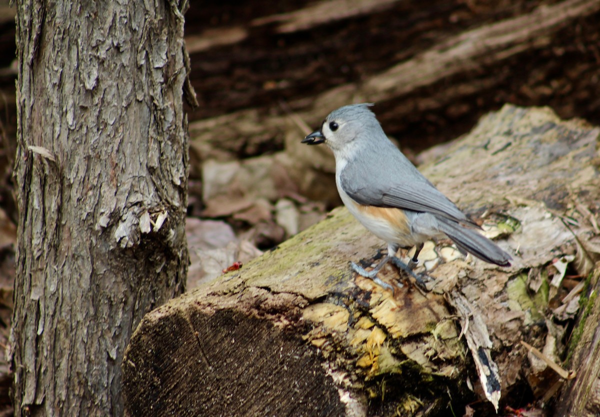 Tufted Titmouse - Audrey Dupont