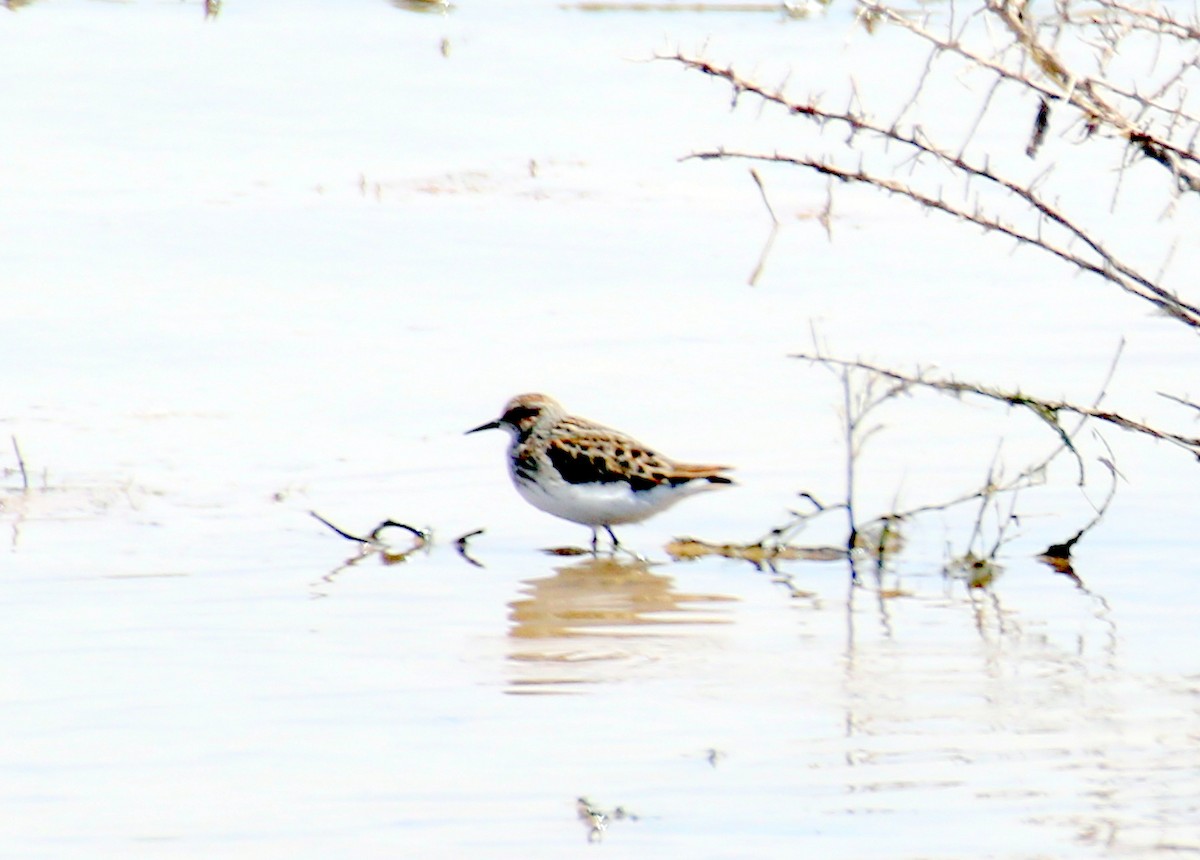 Western Sandpiper - ML157862771