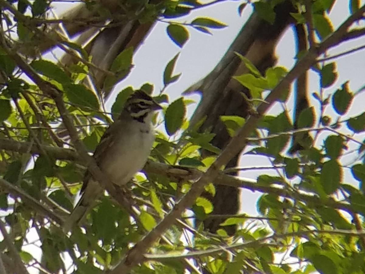 Lark Sparrow - ML157863011