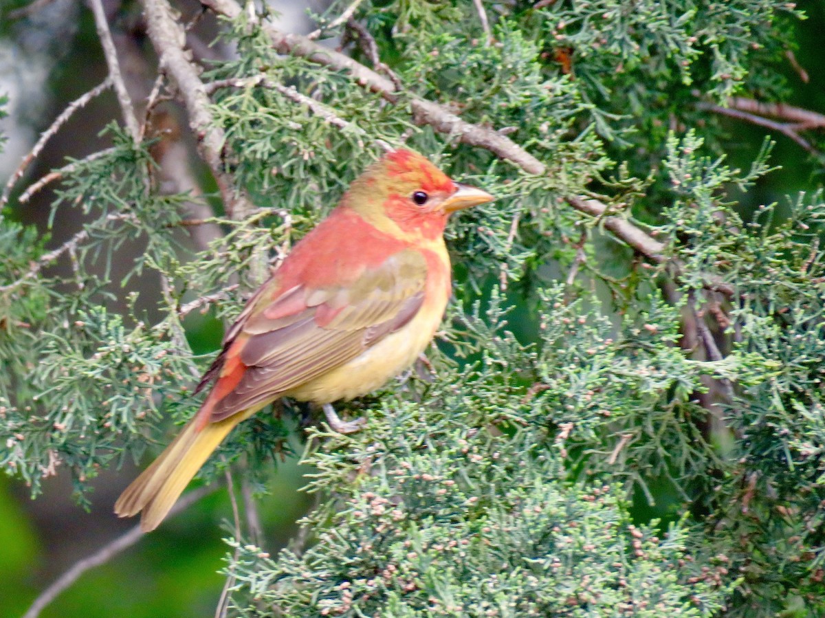 Summer Tanager - Benjamin Murphy