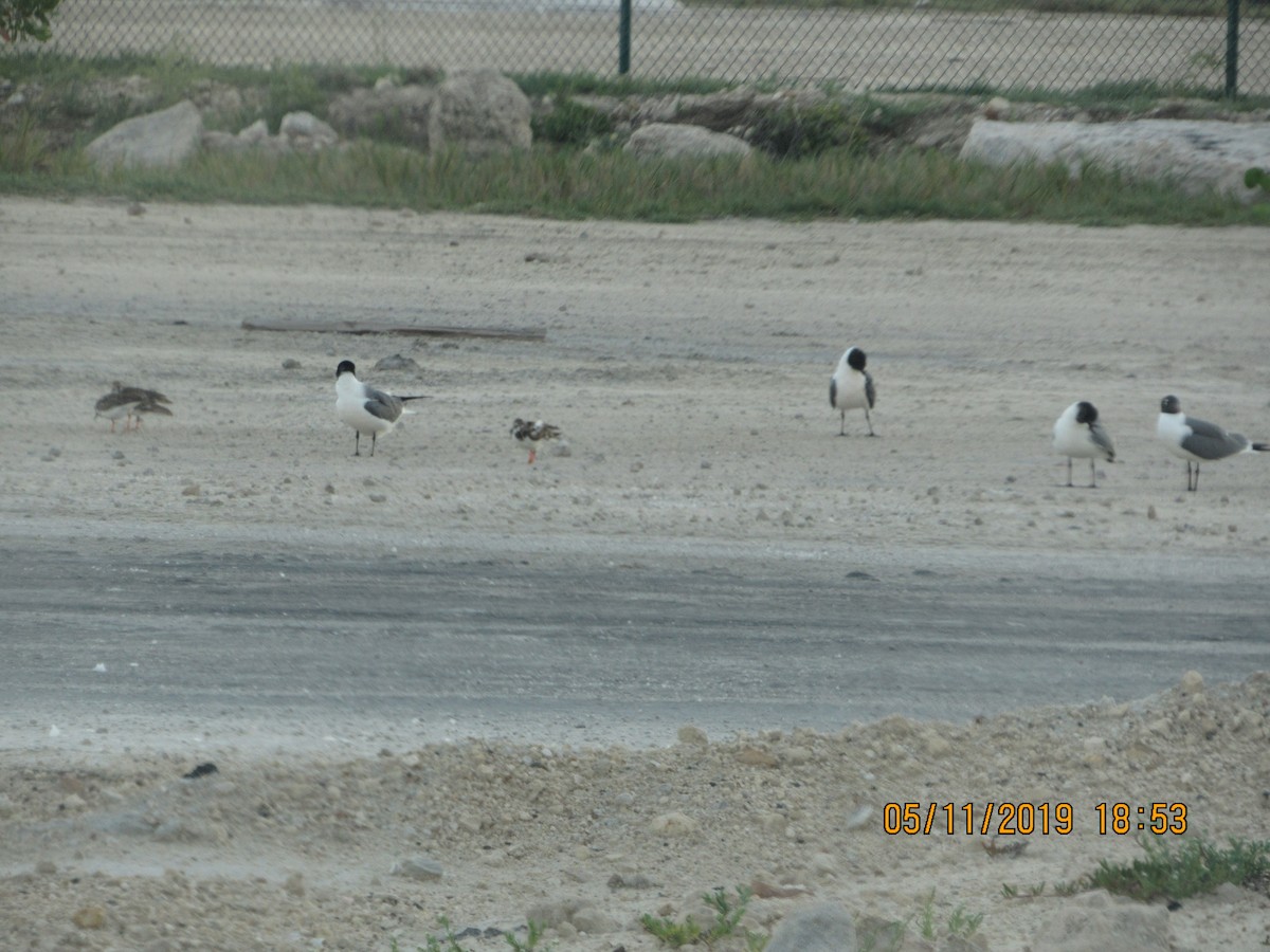 Laughing Gull - ML157866471