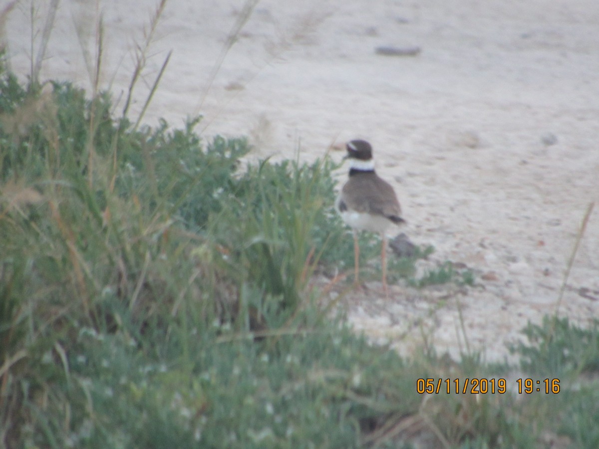 Killdeer - ML157867131