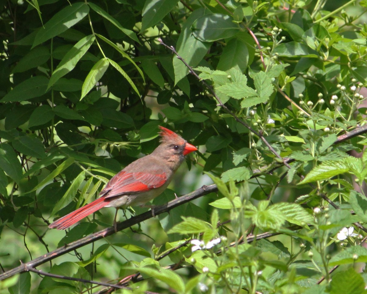 Northern Cardinal - ML157867241