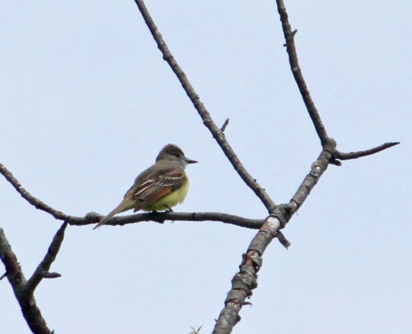 Great Crested Flycatcher - ML157867931
