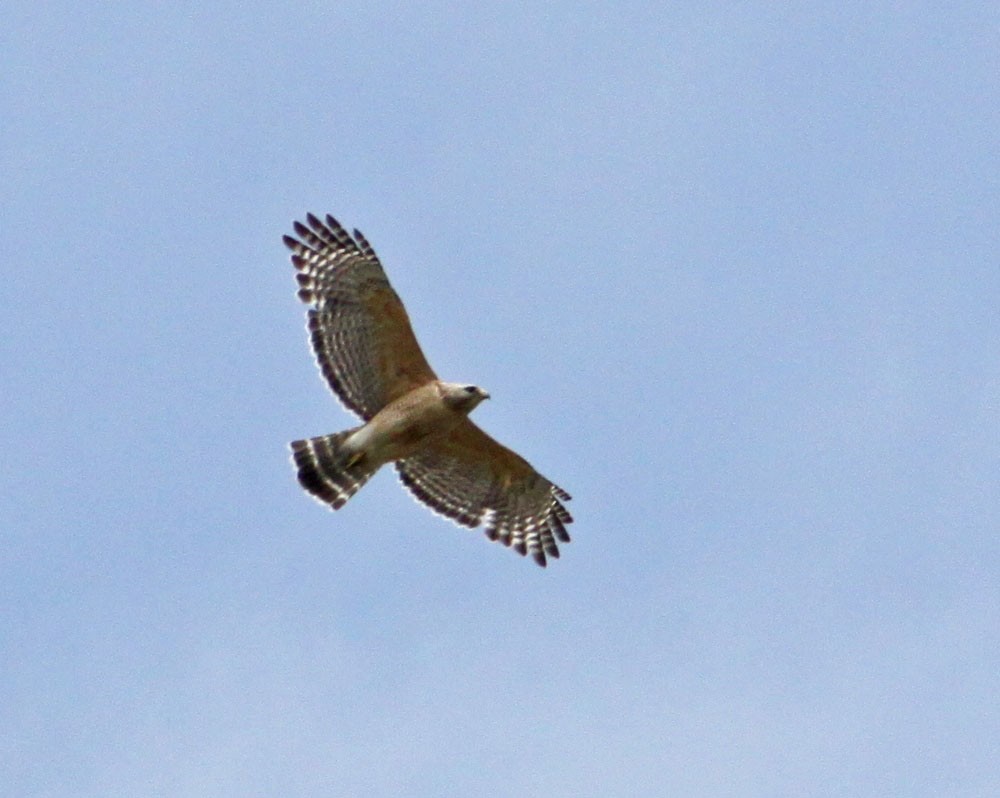 Red-shouldered Hawk - ML157868221