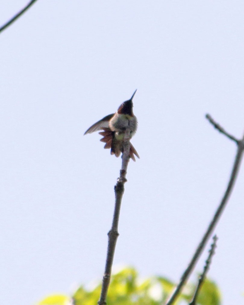 Ruby-throated Hummingbird - ML157868811