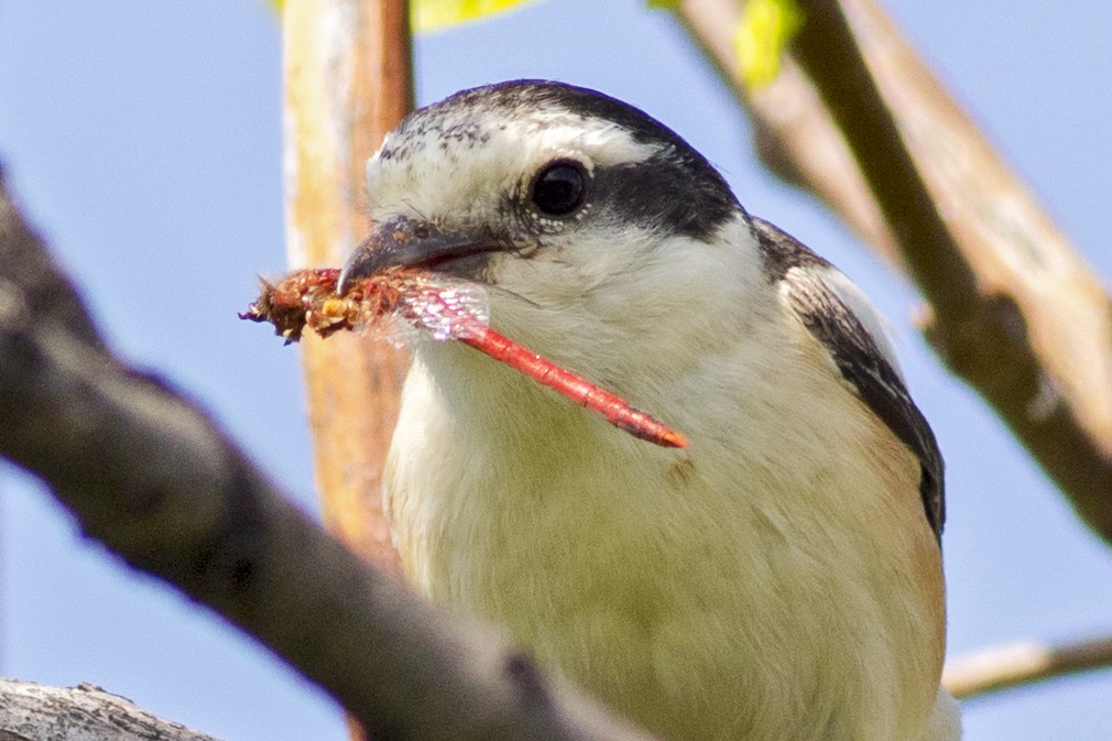 Masked Shrike - Emin Yogurtcuoglu