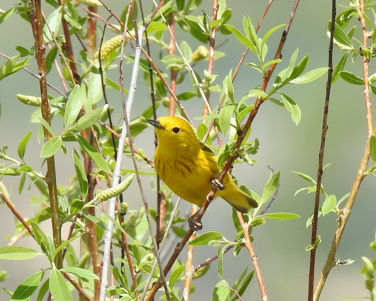 Yellow Warbler (Northern) - ML157871621