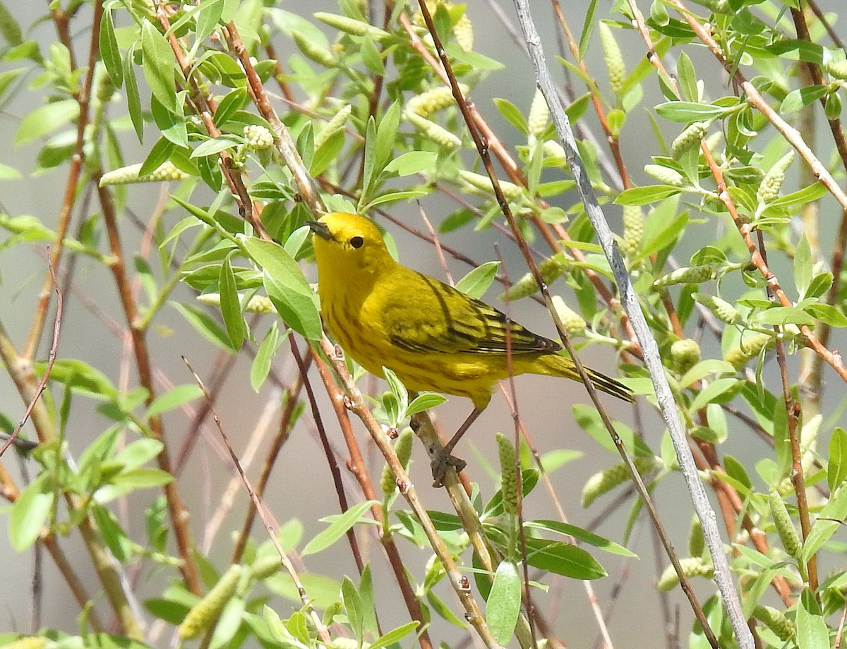 Yellow Warbler (Northern) - ML157871671