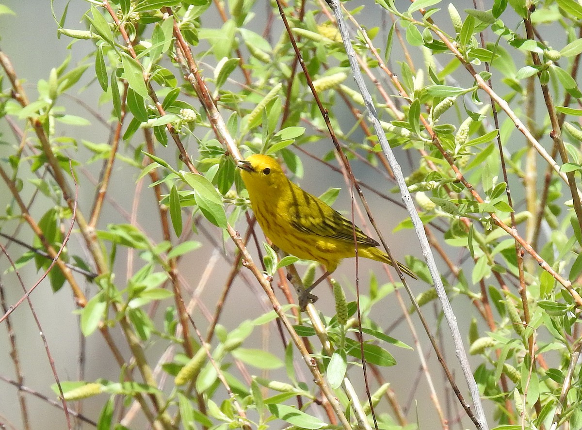 Yellow Warbler (Northern) - ML157871701