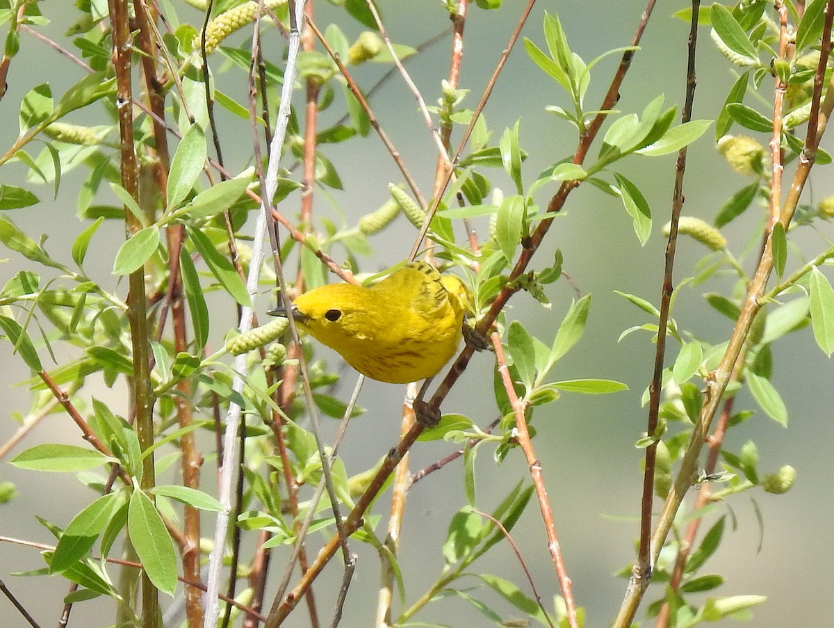 Yellow Warbler (Northern) - ML157871721