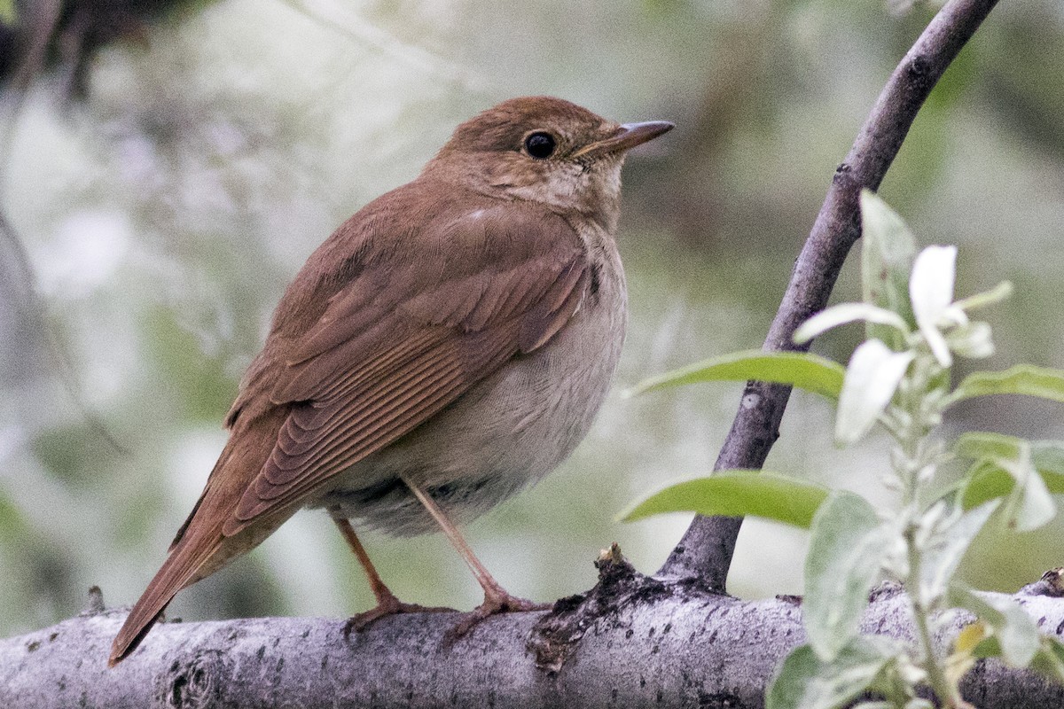 Thrush Nightingale - Emin Yogurtcuoglu