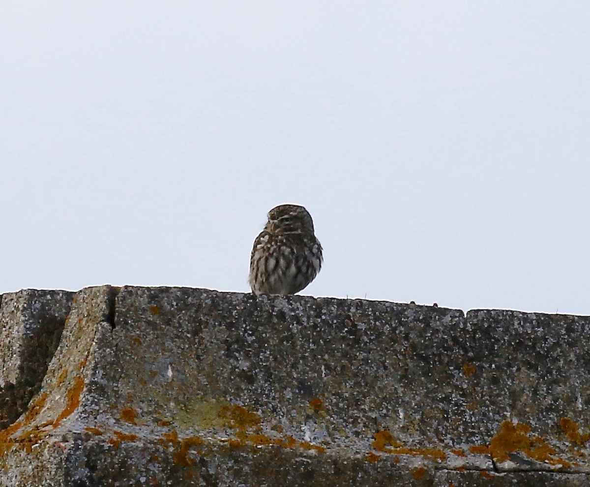 Little Owl - ML157873071