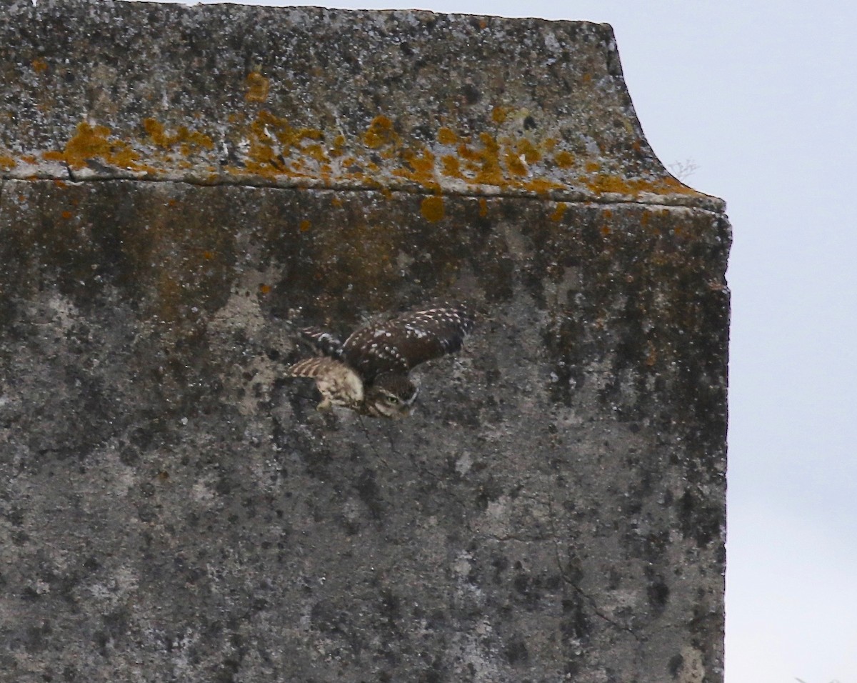 Little Owl - Sandy Vorpahl