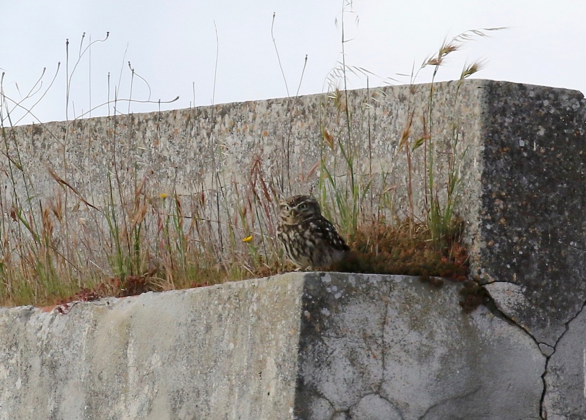 Little Owl - ML157873171