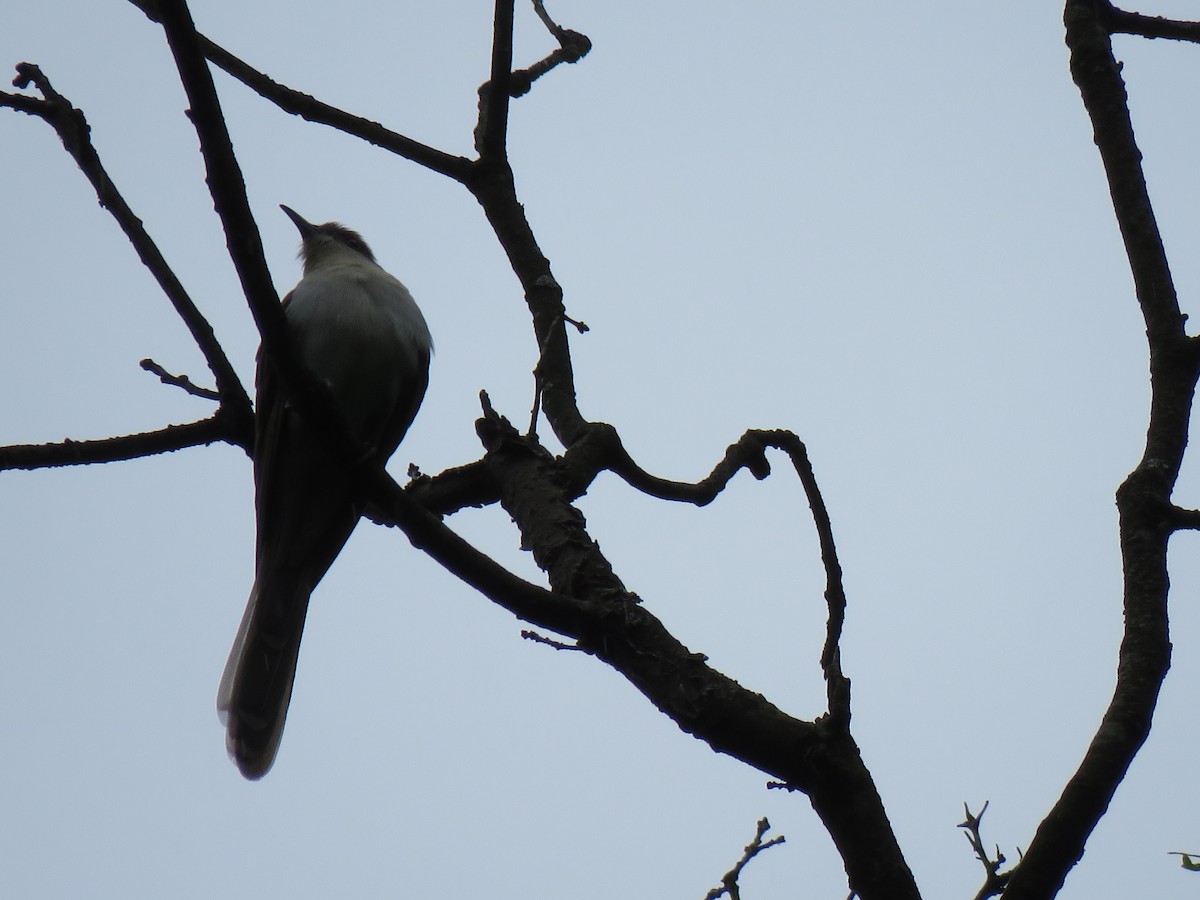 Black-billed Cuckoo - ML157873491