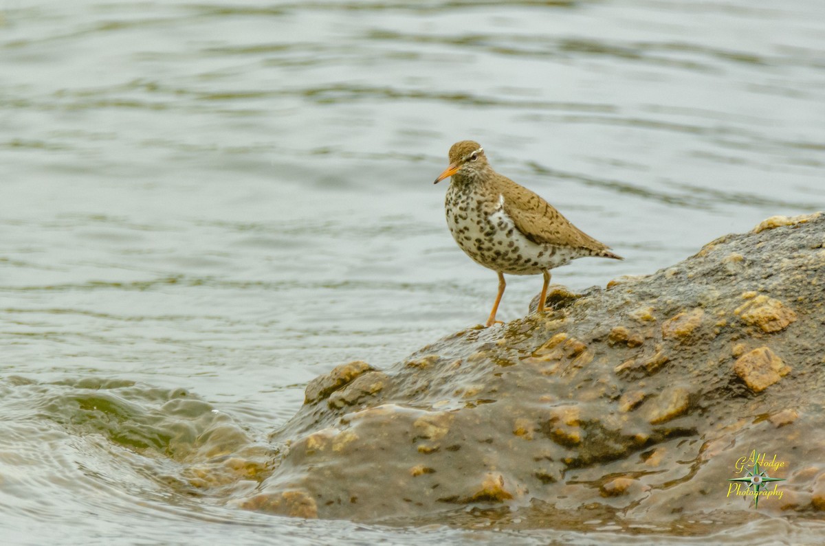 Spotted Sandpiper - ML157873541