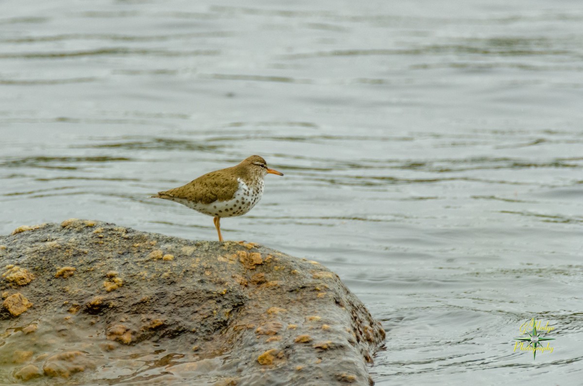 Spotted Sandpiper - ML157873551