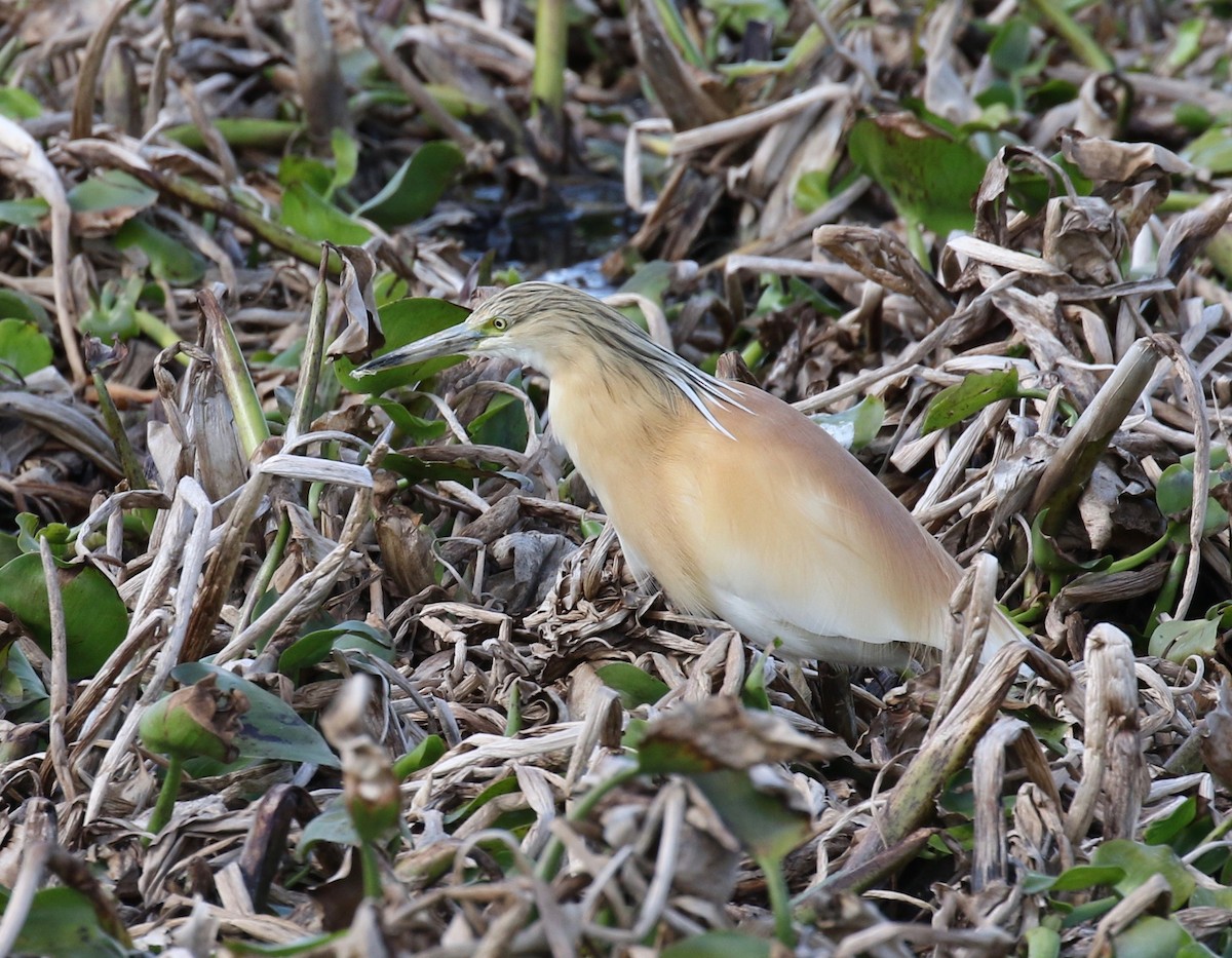 Squacco Heron - Sandy Vorpahl