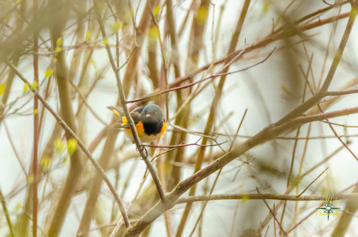 American Redstart - Gary Hodge