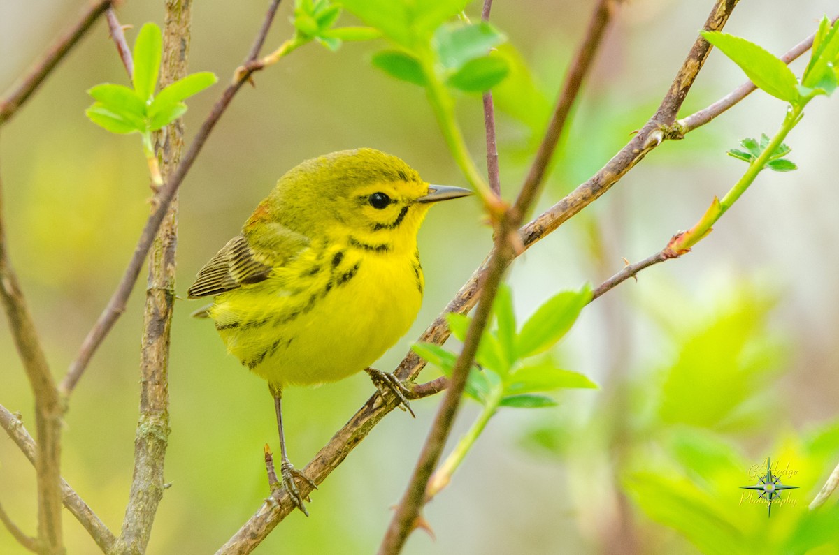 Prairie Warbler - ML157874201