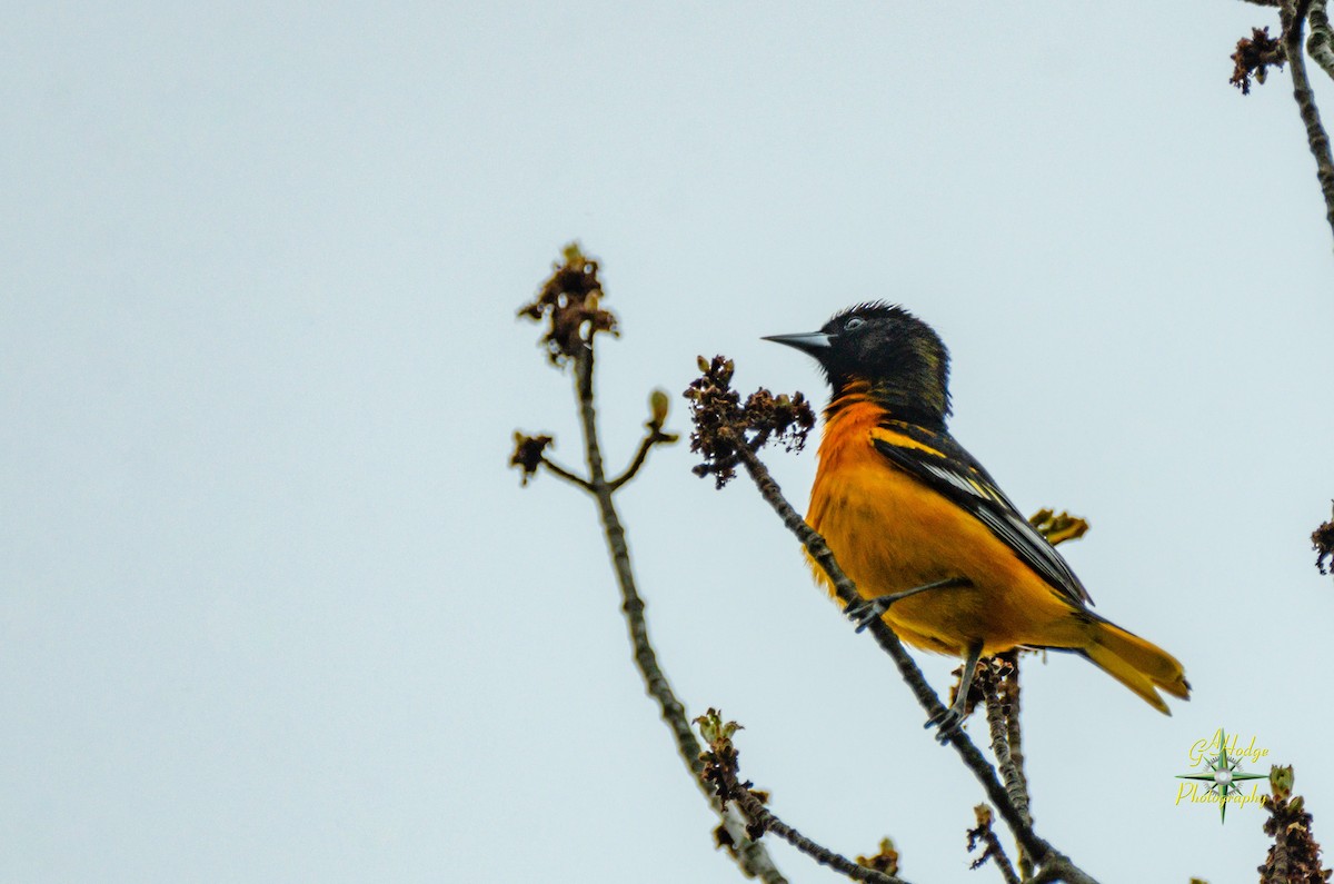 Baltimore Oriole - Gary Hodge