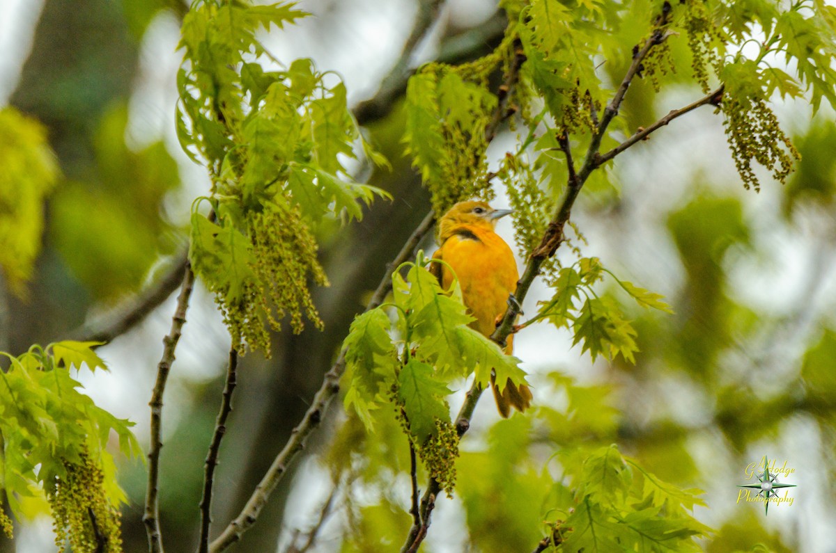 Baltimore Oriole - Gary Hodge