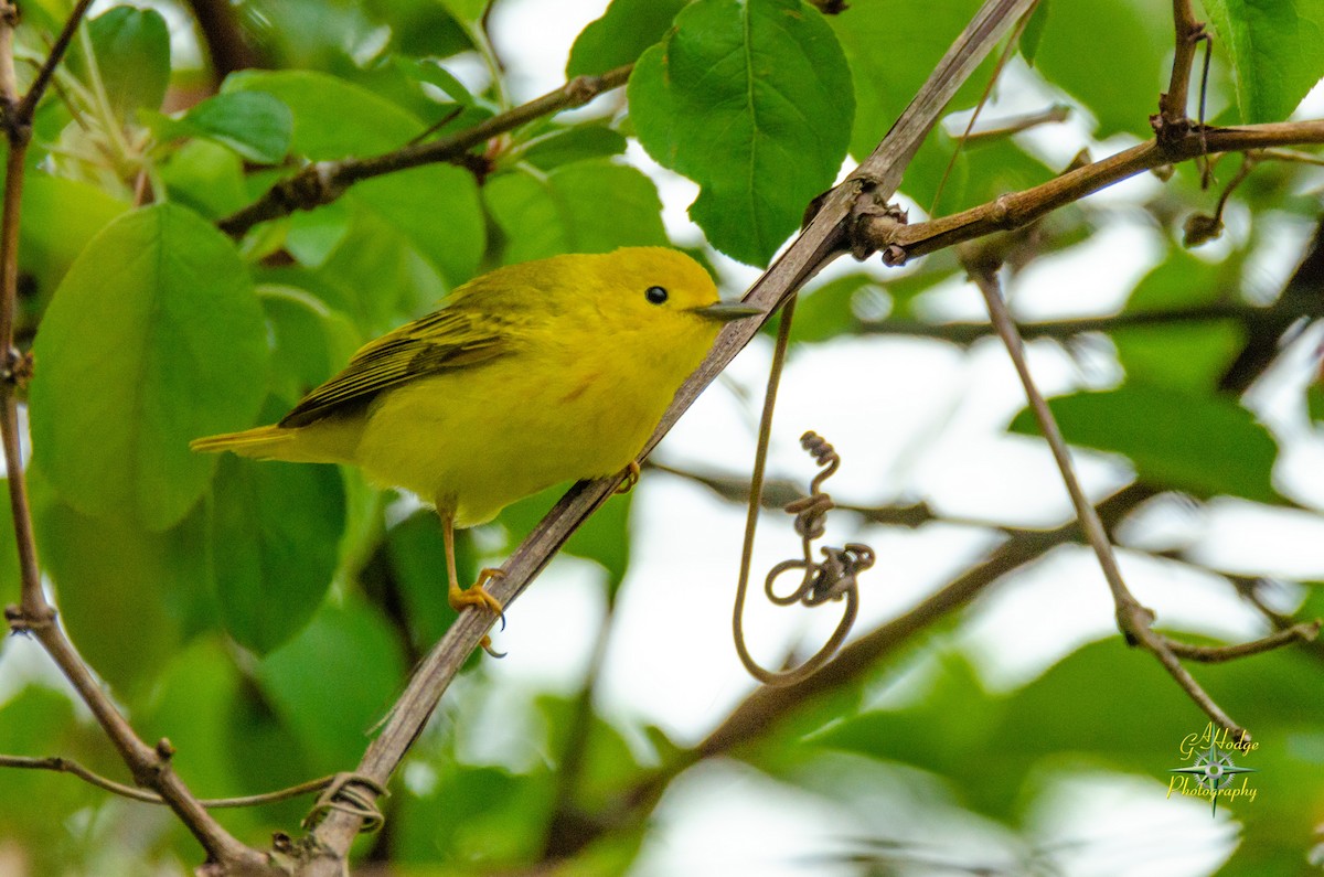 Yellow Warbler - Gary Hodge