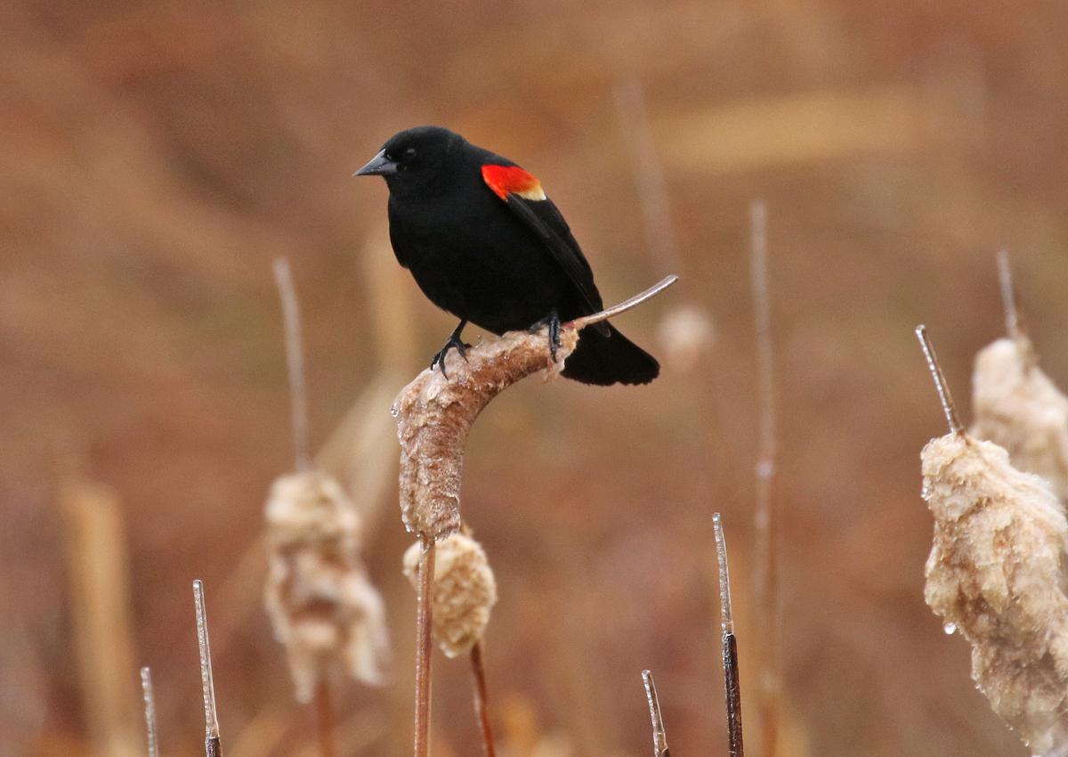Red-winged Blackbird - ML157875001