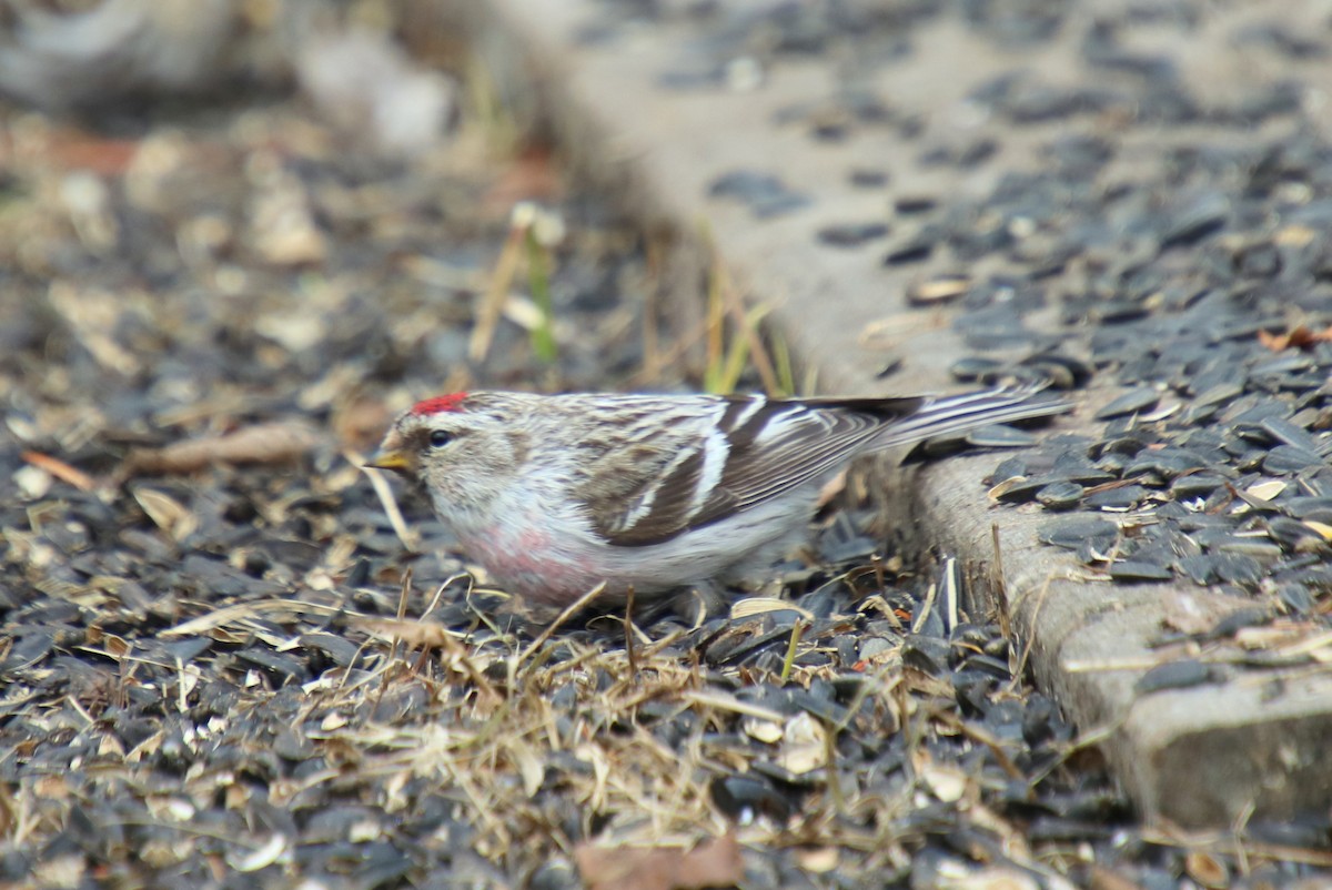 Hoary Redpoll - ML157876411