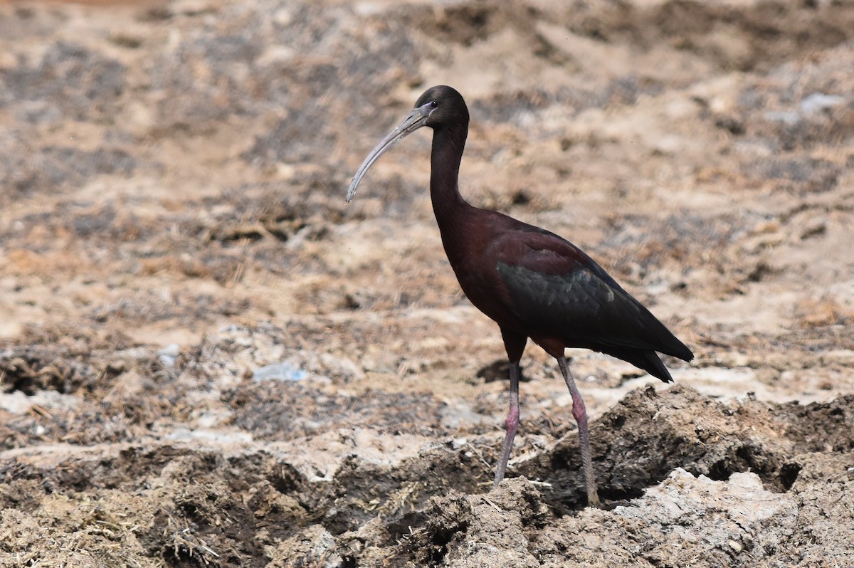 ibis hnědý x americký (hybrid) - ML157876451