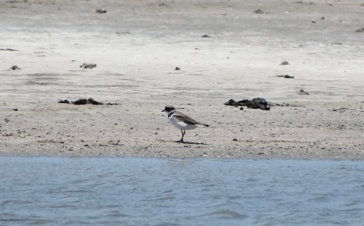 Semipalmated Plover - ML157881391
