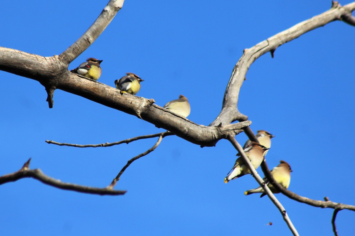 Cedar Waxwing - ML157884941